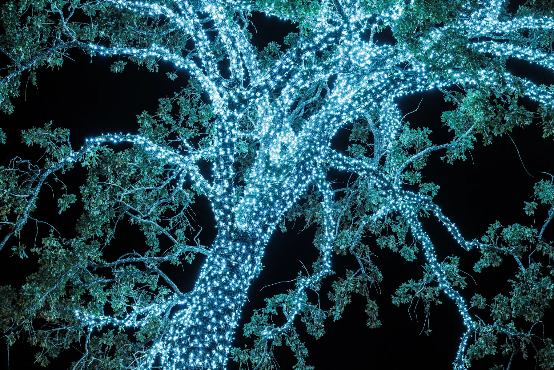 Large-scale commercial Christmas lighting installation
