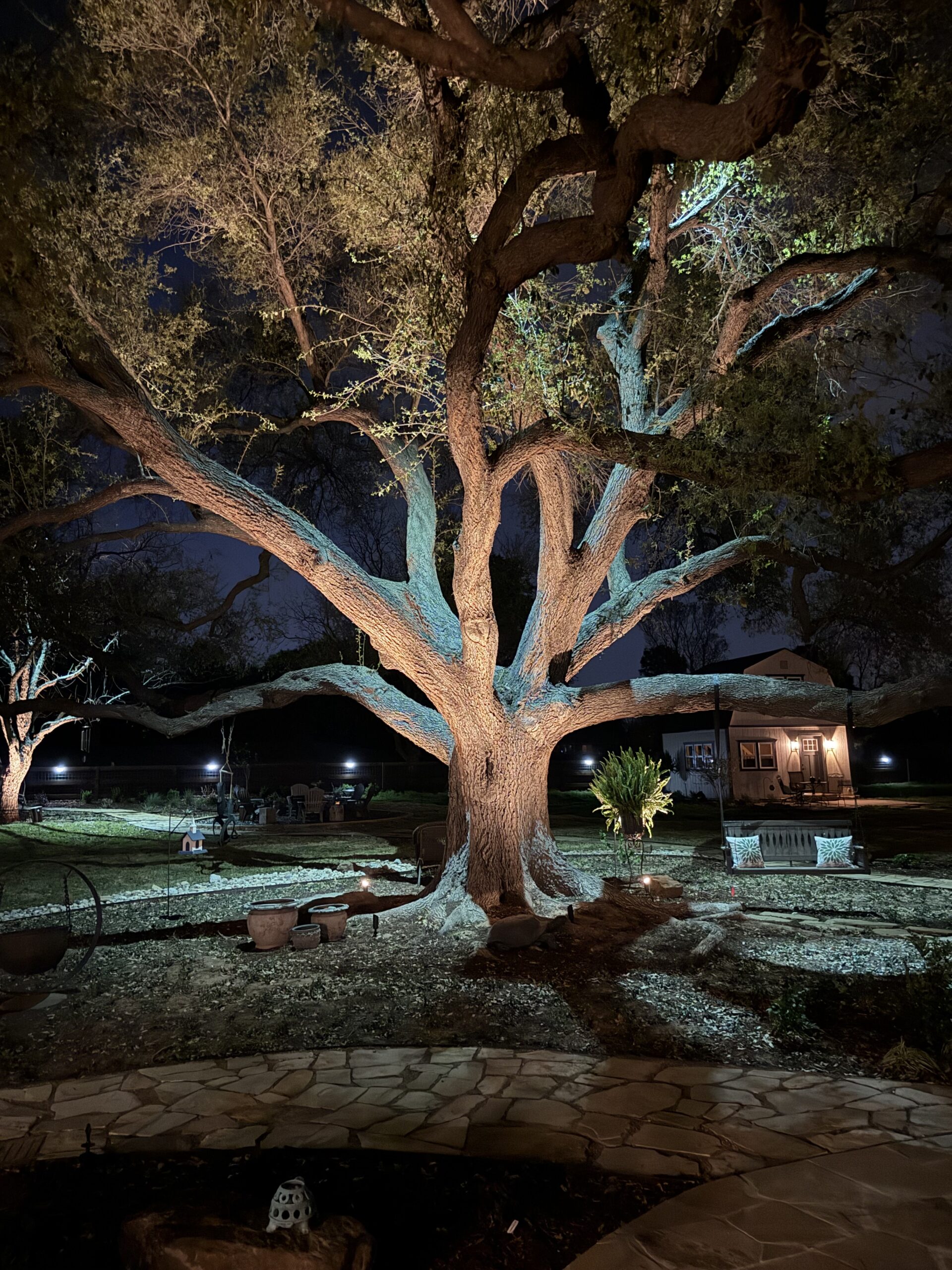 The Perfect Light landscape lighting illuminating a mature oak tree in a Texas backyard